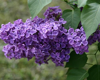 Сирень "Космос"