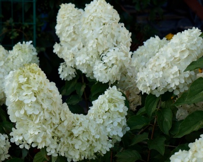 Гортензия метельчатая "Полярный Медведь" (Polar bear)