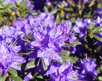 Рододендрон "Лауретта"