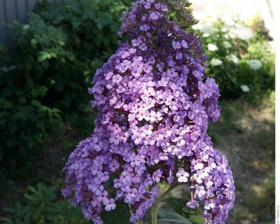 Буддлея Давида "Эмпайр Блю" (Empire Blue)