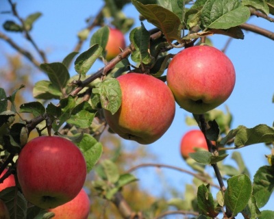 Яблоня "Скала"