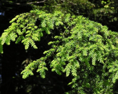 Тсуга западная