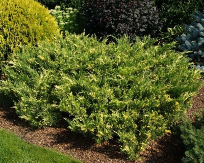 Можжевельник казацкий "Вариегата"