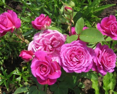 Роза Флорибунда «Олд Порт» 