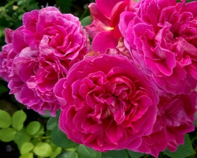 Пионовидная Роза «Леди Оф Мегинч»