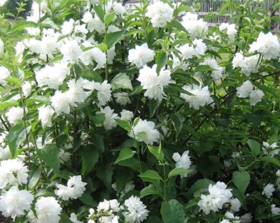 Чубушник "Жемчуг"