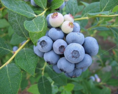 Голубика "Элизабет (Elizabeth)"