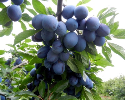 Слива колоновидная "Оскар Плюс"