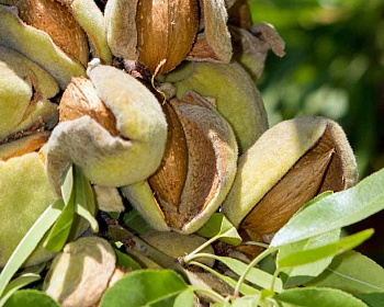 Миндаль "Виктория"