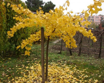 Гинкго билоба "Пендула" (штамбовая форма)