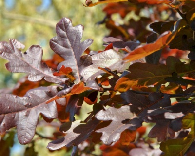 Дуб черешчатый "Атропурпурея"