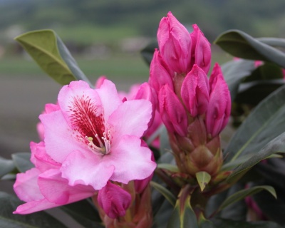 Рододендрон "Диадем"