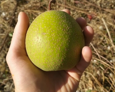 Китайская груша  (гибрид яблока и груши) "Олимпик"