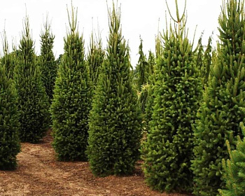 Ель обыкновенная "Купрессина"