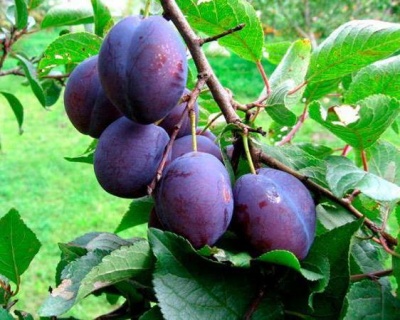 Слива "Стенли (Стенлей)"