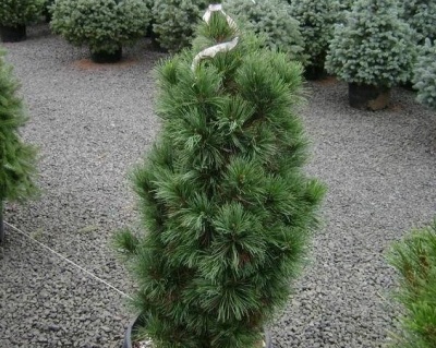 Сосна кедровая европейская "Глаука"