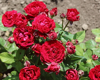 Спрей-роза «Таманго»