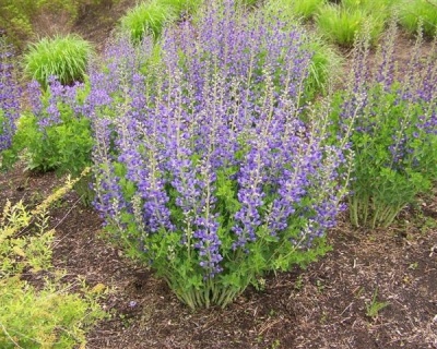 Баптизия «Блюберри Сандей»