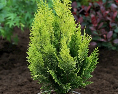 Кипарисовик Лавсона "Ивонне"