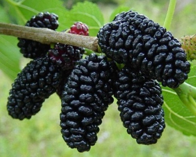 Шелковица "Шелли-150"