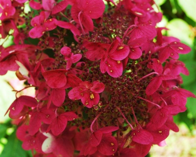 Гортензия метельчатая "Прим Ред" (PRIM'RED)