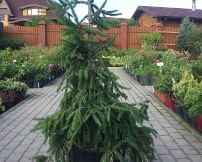 Ель обыкновенная "Фробург"