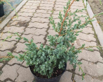 Можжевельник Китайский "Блю Альпс"