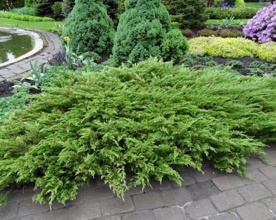 Можжевельник казацкий "Аркадия"