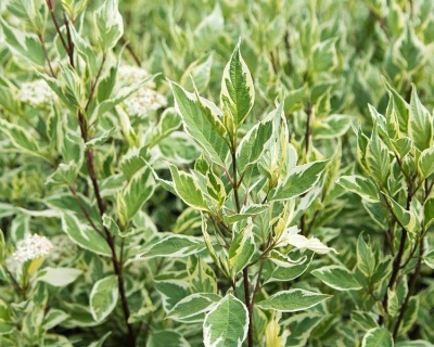 Дерен белый "Элегантиссима" (Еlegantissima)