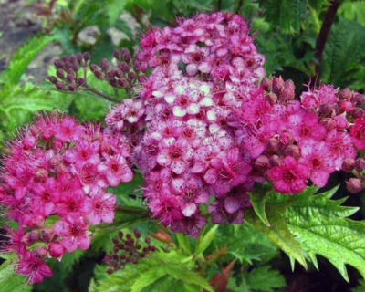 Спирея японская "Криспа"