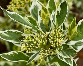 Дерен отпрысковый "Вайт Голд" (White Gold)