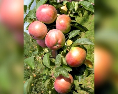 Яблоня колоновидная "Поэзия"