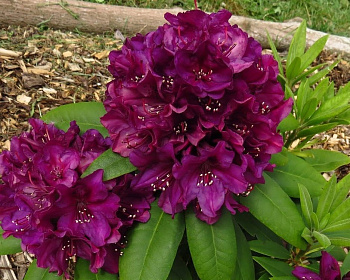 Рододендрон "Поларнахт"