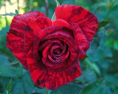 Роза Чайно-Гибридная «Ред Интуишн» 