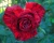 Роза Чайно-Гибридная «Ред Интуишн» 