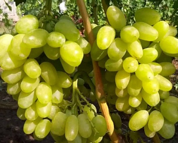 Виноград "Сицилия"