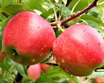 Яблоня "Гала"