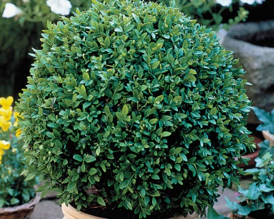 Самшит вечнозеленый «Блауер Хайнц»(Р-9)