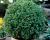 Самшит вечнозеленый «Блауер Хайнц»(Р-9)