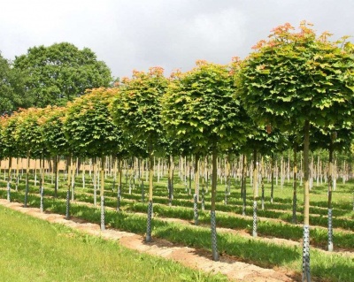 Клен остролистный "Глобозум"