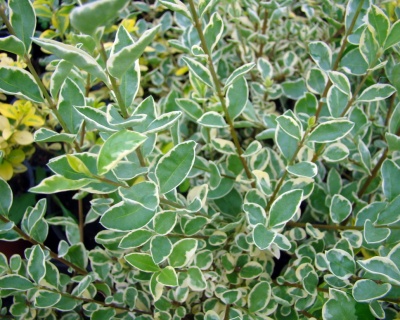 Бирючина обыкновенная "Глаукум"