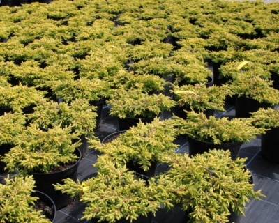 Можжевельник обыкновенный "Голдшатц"