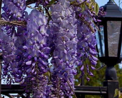 Глициния обильноцветущая "Блю мун"