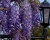 Глициния обильноцветущая "Блю мун"