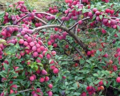 Алыча "Комета Кубанская"