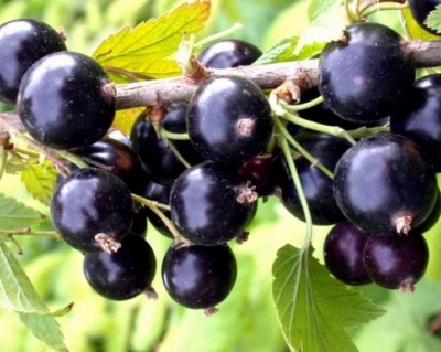 Смородина "Ядреная"