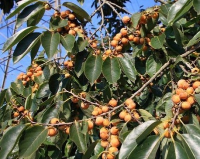 Хурма "Виргинская крупноплодная"