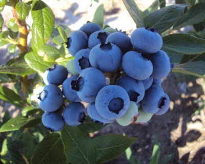 Голубика "Дюк (Duke)"