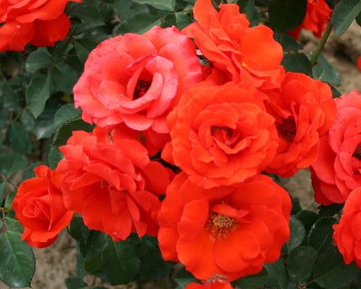 Спрей-роза «Файер Кинг» 