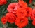 Спрей-роза «Файер Кинг» 